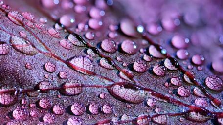 Water drops on a purple leaf - Macro photography wallpaper