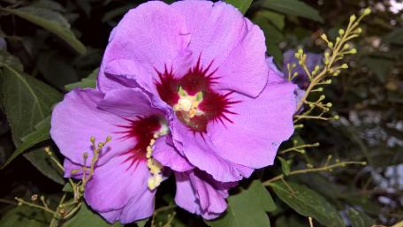 Vibrant Purple Hibiscus Flower Wallpaper wallpaper