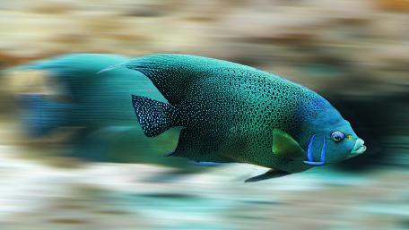 Blue fish wallpaper