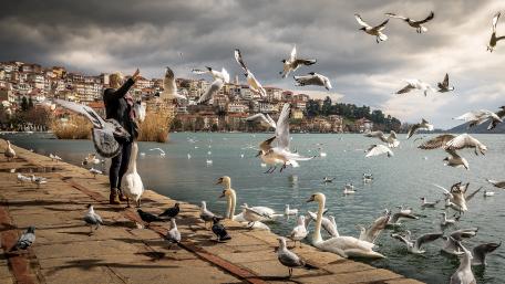 Feeding birds wallpaper