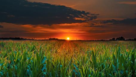 Sunset over the field wallpaper