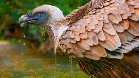 Vulture wallpaper