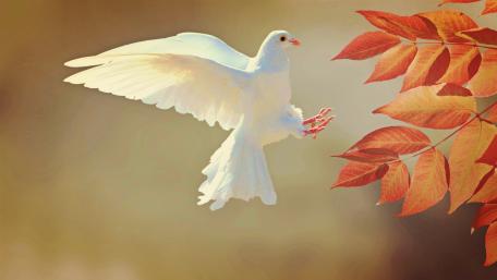 Graceful White Dove Amidst Autumn Leaves wallpaper