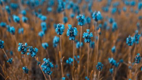 Springtime Blues in a Floral Field wallpaper