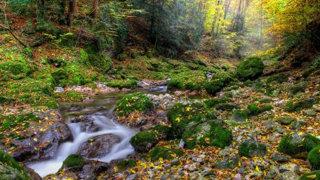 Serene Autumn Forest Stream View wallpaper