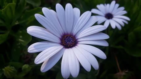 White flower wallpaper