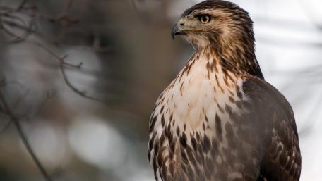 Red-tailed hawk wallpaper