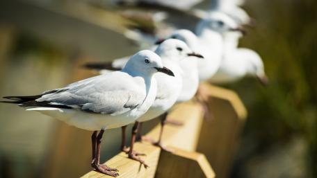 Gulls wallpaper