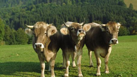 Serene Cows in a Beautiful Pasture Scene wallpaper