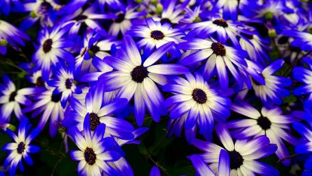 Blue flowers wallpaper