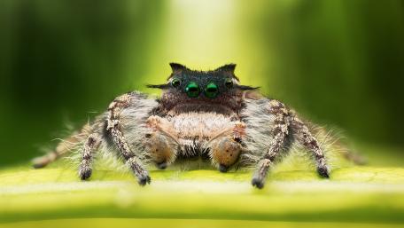 Intricate Beauty of a Spider Up Close wallpaper