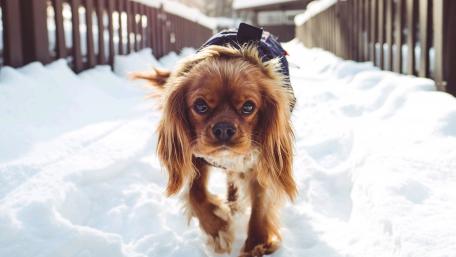 Cavalier King Charles Spaniel in Winter Wonderland wallpaper
