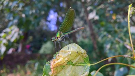 Elegant Dragonfly on Leaf wallpaper