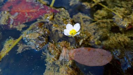 Delicate Water Flower Amidst Autumn Leaves wallpaper