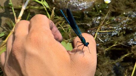 Nature's Intricate Beauty of a Dragonfly Handheld Encounter wallpaper