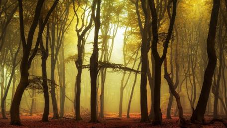 Golden Misty Forest Embracing Autumn Serenity wallpaper