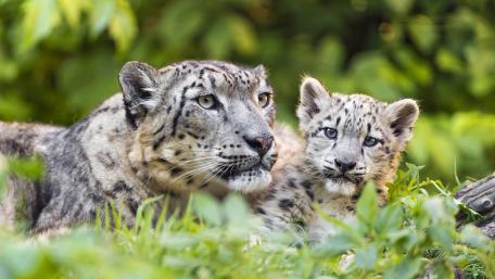 Snow Leopard Cub with Mother in Lush Greenery wallpaper