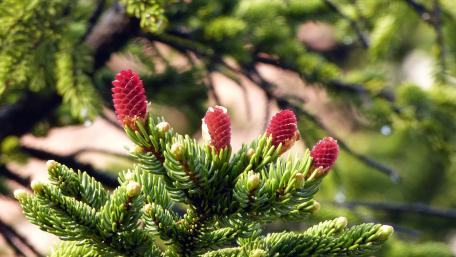Vibrant Cones of Nature's Evergreen Beauty wallpaper