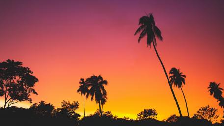 Tropical landscape silhouette wallpaper