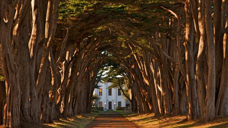 Point Reyes Cypress Tree Tunnel wallpaper