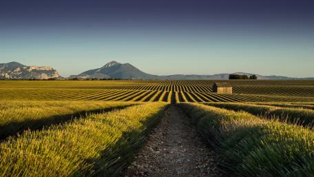 Lavender field after harvesting wallpaper