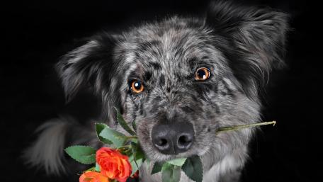 Charming Border Collie with a Rose Bouquet wallpaper