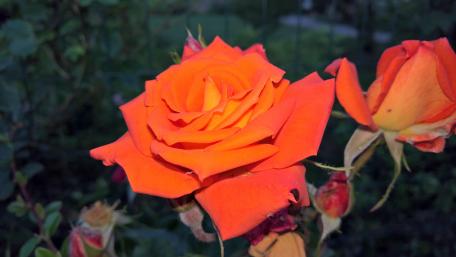 Vibrant Orange Roses in Bloom wallpaper