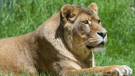 Lioness wallpaper