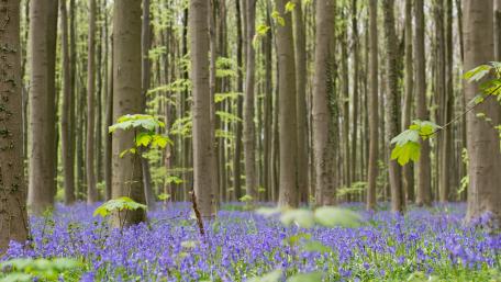 Bluebell blossom wallpaper