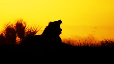 Yawning lion silhouette wallpaper