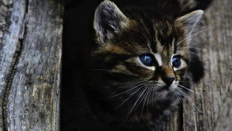 Majestic Kitten Gazing Intently wallpaper