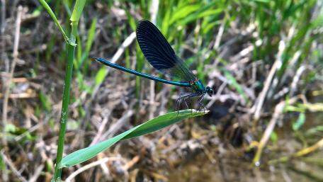 Majestic Dragonfly Close-Up in Lush Greenery wallpaper