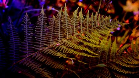 Fern frond wallpaper