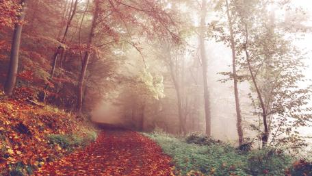 Foggy forest path wallpaper