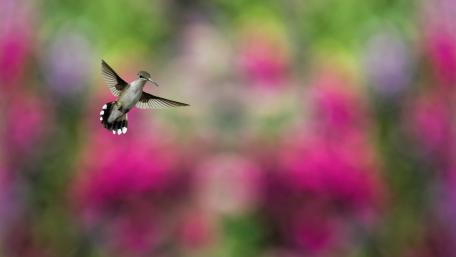 Hummingbird wallpaper