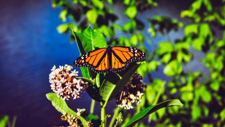Butterfly Bliss in Vibrant Nature Scene wallpaper