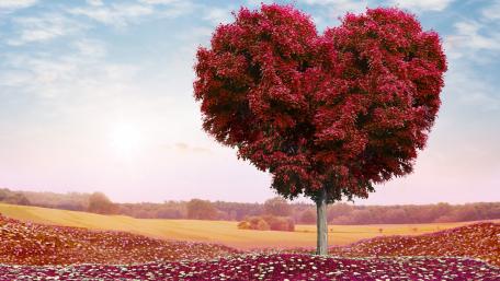 Red heart foliage tree in the flower field wallpaper
