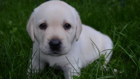Labrador wallpaper