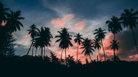 Palms silhouettes wallpaper