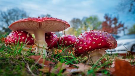 Fly agaric mushrooms close up wallpaper