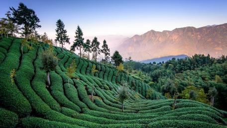 Tea plantation wallpaper