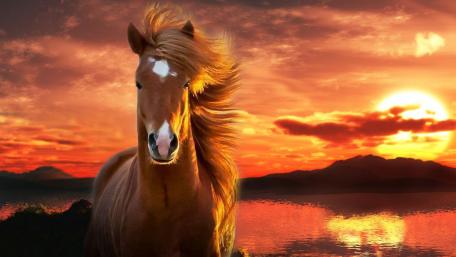 Majestic Horse at Sunset wallpaper