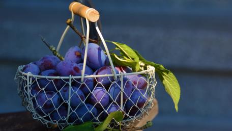 Basket of plums wallpaper