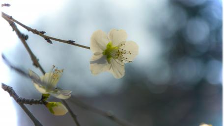 Spring flower wallpaper