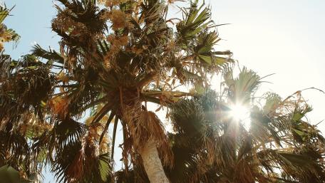 Radiant Palm Trees Under Bright Sunlight wallpaper