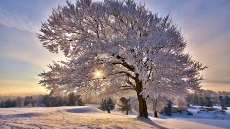 Beautiful frosty tree wallpaper