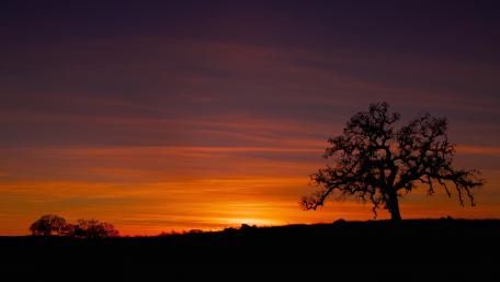 Lone tree silhouette wallpaper