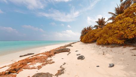 Tropical Shoreline Bliss wallpaper