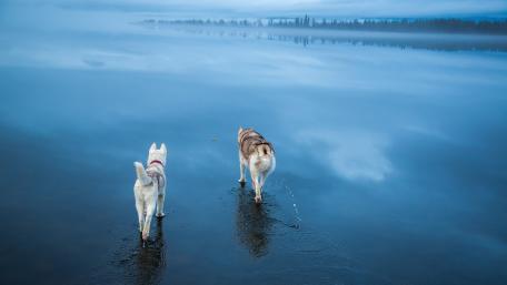 Huskies Strolling on a Misty Beach wallpaper