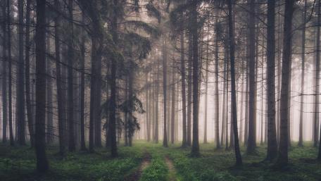 Dark forest path wallpaper
